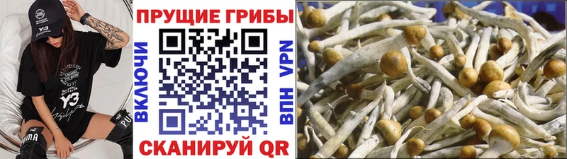 Псилоцибиновые грибы мухоморы  купить наркотики сайты  Кедровый 